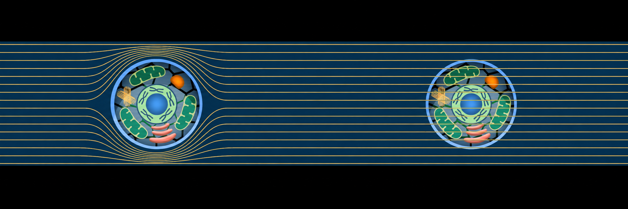 Diagram of frequency fields acting on cells